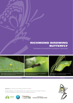 richmond birdwing butterfly