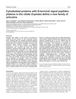 Cytoskeletal proteins with N-terminal signal peptides: plateins in the