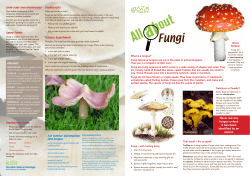 Never eat any fungus unless it has been identified by an expert.