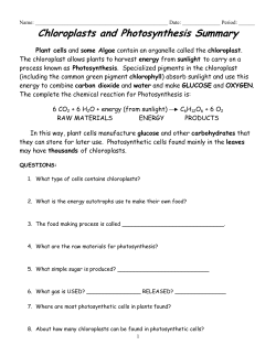 Chloroplasts and Photosynthesis Summary