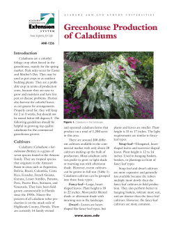 Greenhouse Production of Caladiums