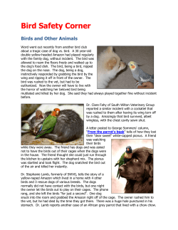 Bird Safety Corner