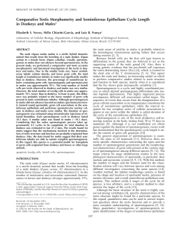 Comparative Testis Morphometry and
