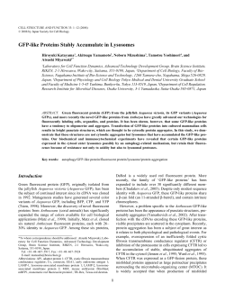 GFP-like Proteins Stably Accumulate in Lysosomes