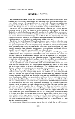 An Example of a Hybrid Green Jay x Blue Jay