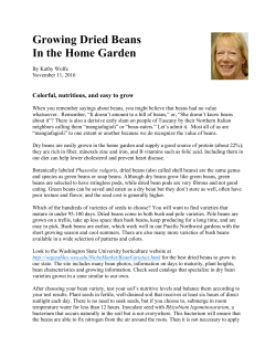 Growing Dried Beans In the Home Garden