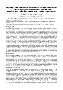 Topology and functional anatomy of sponge aquiferous systems