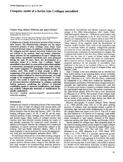 Computer model of a bovine type I collagen microfibril