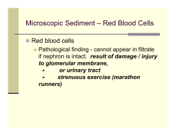 Microscopic Sediment &ndash; Red Blood Cells
