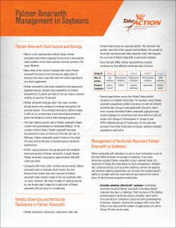 Palmer Amaranth Management in Soybeans