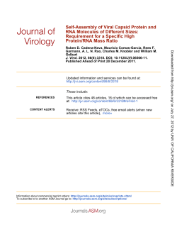 Protein/RNA Mass Ratio Requirement for a Specific High RNA