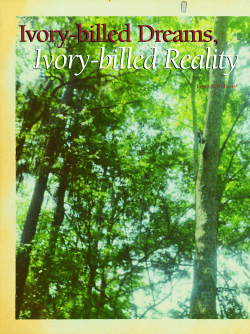 Ivory-billed Dreams