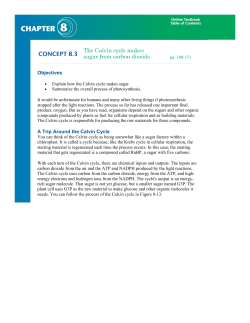 Objectives A Trip Around the Calvin Cycle
