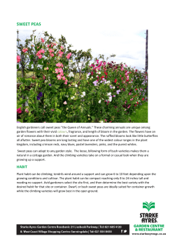 sweet peas - Starke Ayres Garden Centre