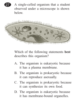 A single-celled organism that a student observed under a