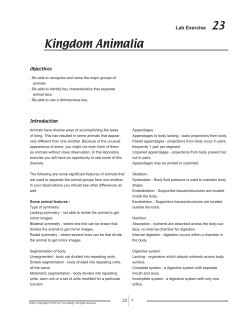 Kingdom Animalia - f