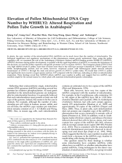 Elevation of Pollen Mitochondrial DNA Copy