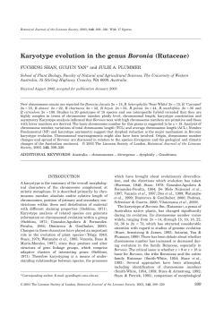 Karyotype evolution in the genus Boronia