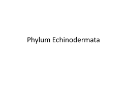 Phylum Echinodermata - Mrs. Gallegos Website