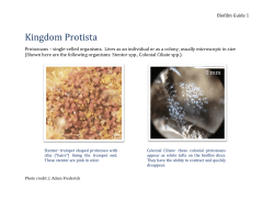 Guide 1 Protista