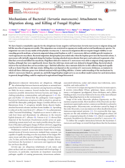 Mechanisms of Bacterial (Serratia marcescens) Attachment to