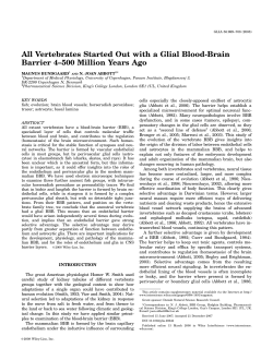 All vertebrates started out with a glial blood-brain