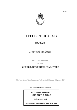 little penguins - Parliament of South Australia