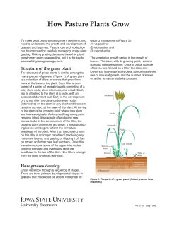 How Pasture Plants Grow