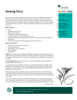 Growing Citrus - New Garden Landscaping