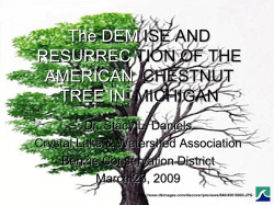 The Demise and Resurrection of the American Chestnut Tree in