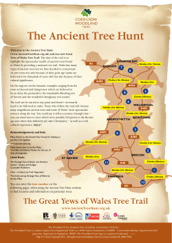 English version - Ancient Tree Hunt
