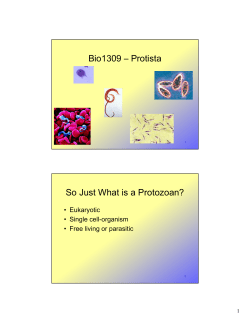 Bio1309 &ndash; Protista So Just What is a Protozoan?