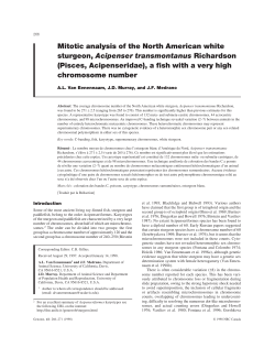 Mitotic analysis of the North American white sturgeon, Acipenser