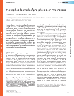 Making heads or tails of phospholipids in mitochondria