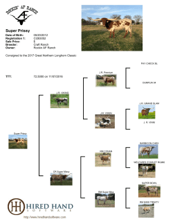 Super Prissy - Rockin AF Ranch