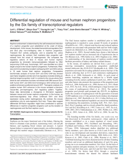 Differential regulation of mouse and human nephron