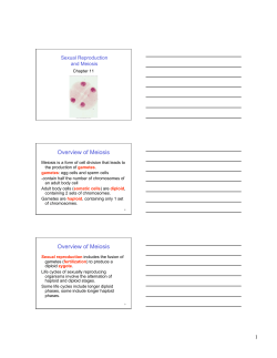 Overview of Meiosis Overview of Meiosis