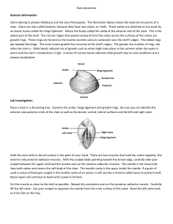 Clam dissection General information