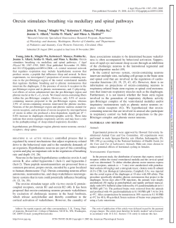 Orexin stimulates breathing via medullary and spinal pathways