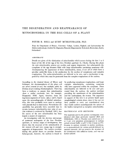 the degeneration and reappearance of mitochondria in the egg cells