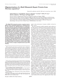 Oligomerization of a MutS Mismatch Repair Protein from Thermus