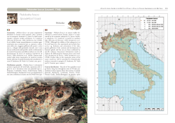 Pelobate fosco Spadefoot toad