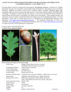 CA Black Oak - Sudden Oak Death
