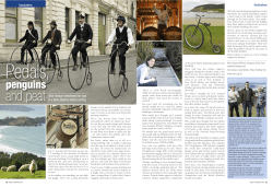 penguins - Experience Consulting