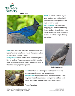 Steller`s Jay Food - Warner`s Nursery and Landscaping