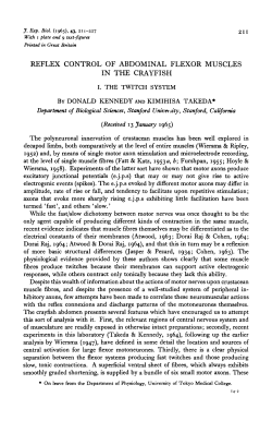 reflex control of abdominal flexor muscles in the crayfish