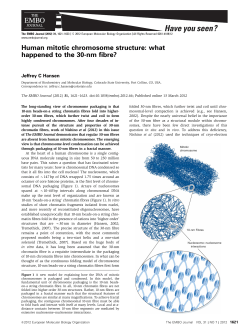 Human mitotic chromosome structure