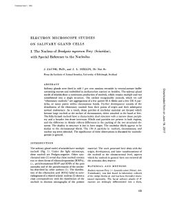 ELECTRON MICROSCOPE STUDIES ON SALIVARY GLAND