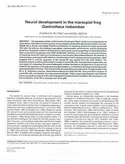 Neural development inthe marsupial frog Gastrotheca