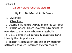 Lecture 1 Carbohydrate (CHO)Metabolism 1